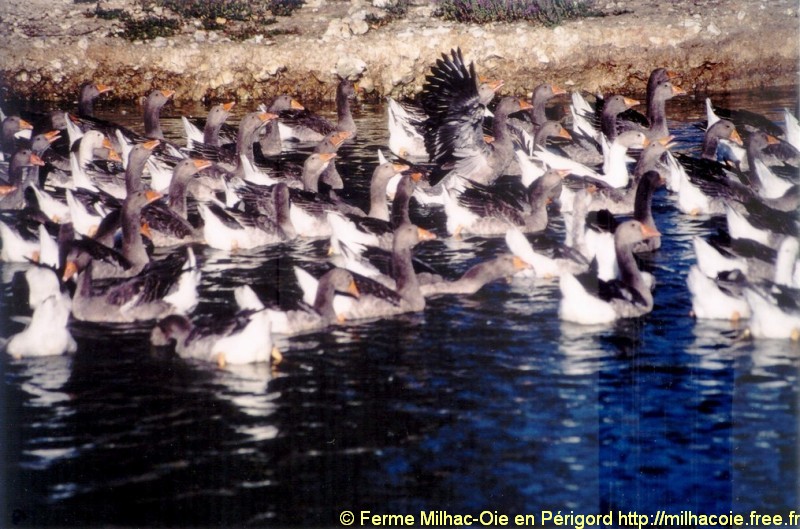 Les Oies_0004.jpg